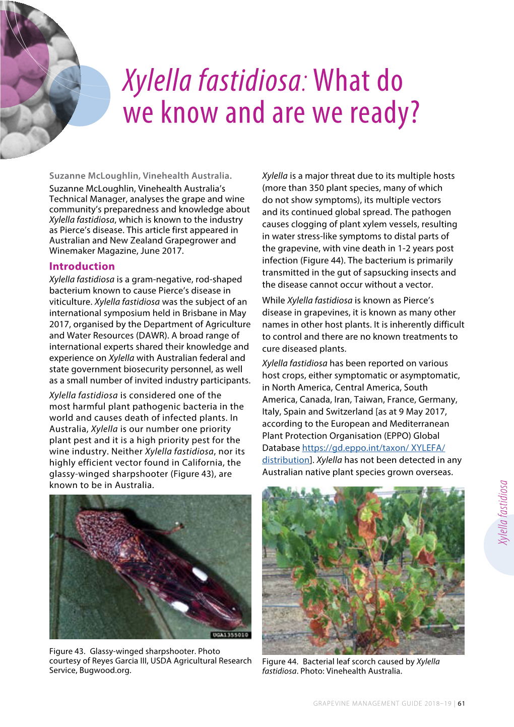 Xylella Fastidiosa – What Do We Know and Are We Ready