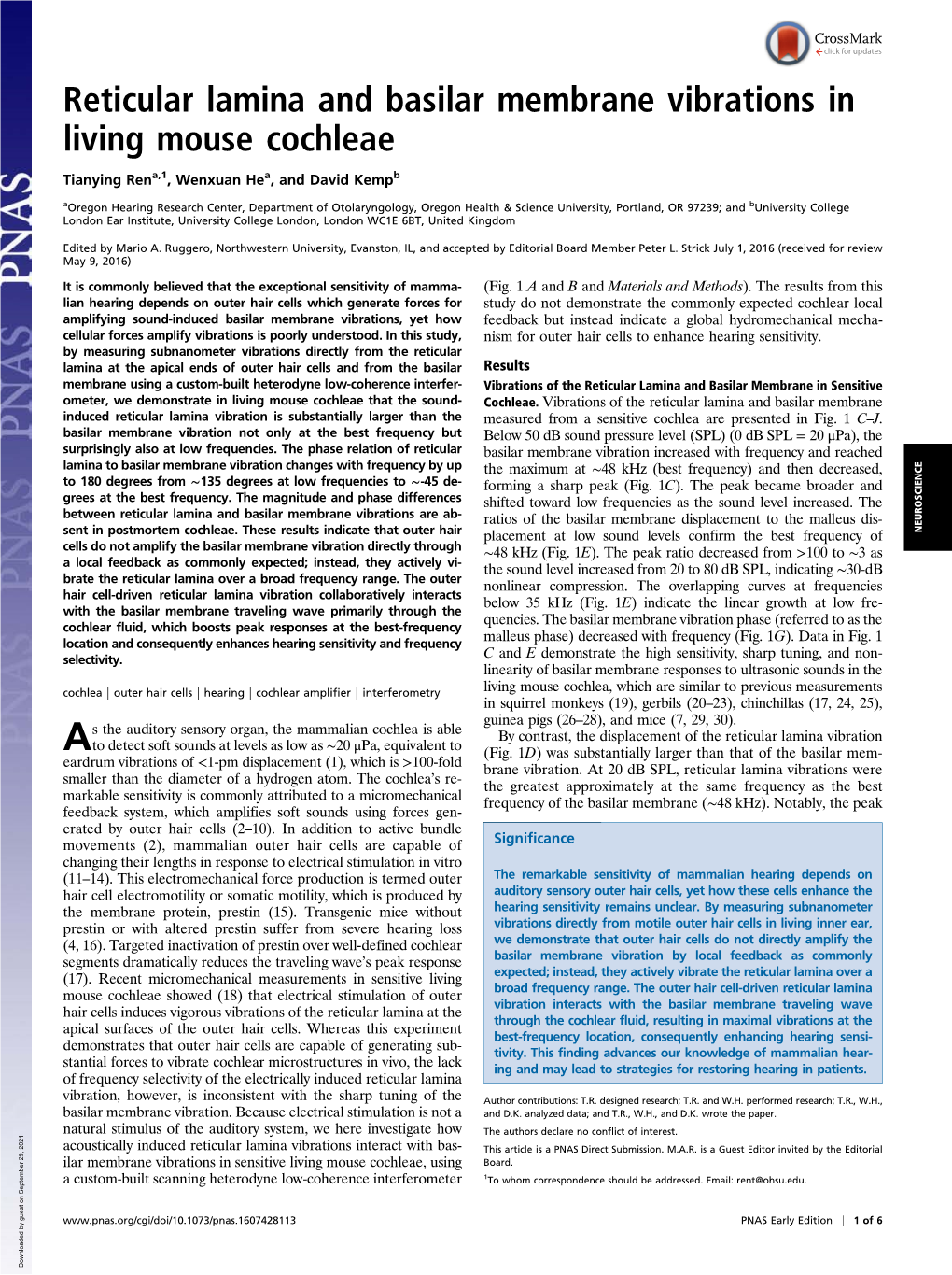 Reticular Lamina and Basilar Membrane Vibrations in Living Mouse Cochleae