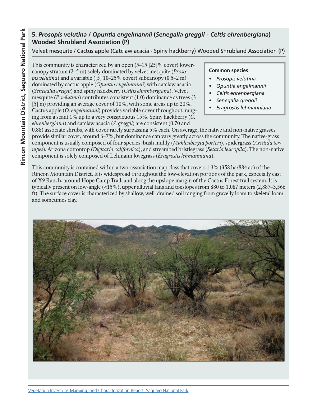 Prosopis Velutina / Opuntia Engelmannii (Senegalia Greggii