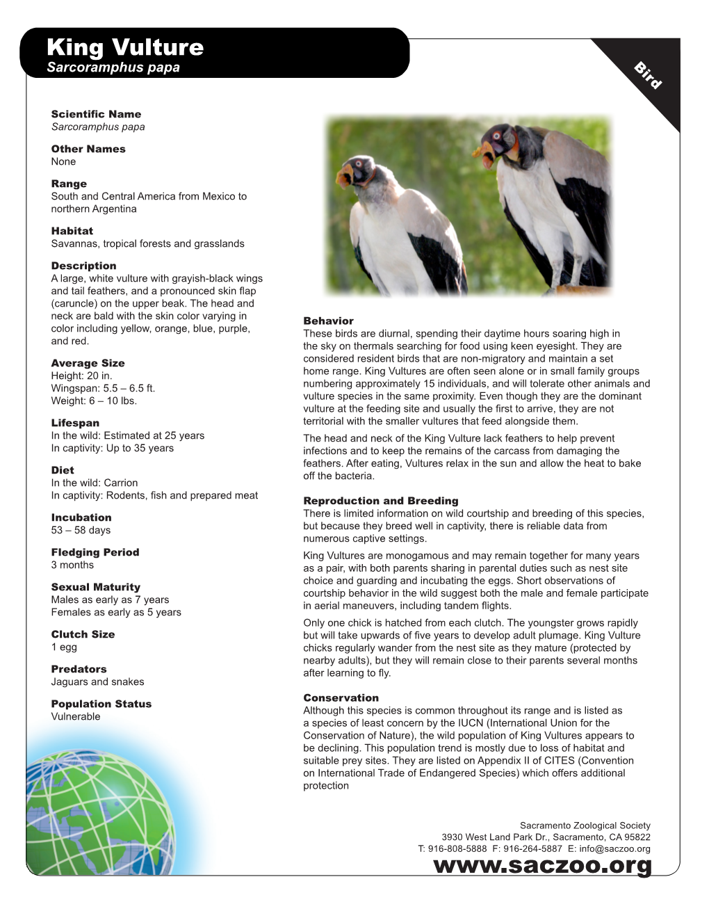 Amazing Facts the King Vulture Is the Only Surviving Member of the Genus Sarcoramphus