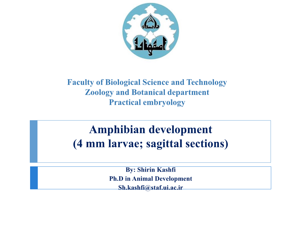 Star Fish Early Development Amphioxus Gastrulation