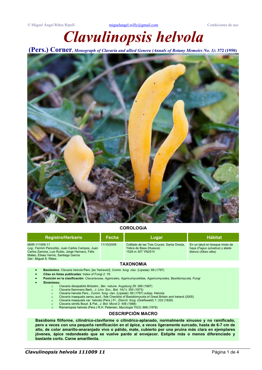 Clavulinopsis Helvola (Pers.) Corner, Monograph of Clavaria and Allied Genera (Annals of Botany Memoirs No