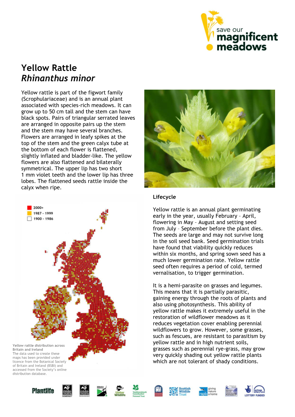 Yellow Rattle Rhinanthus Minor