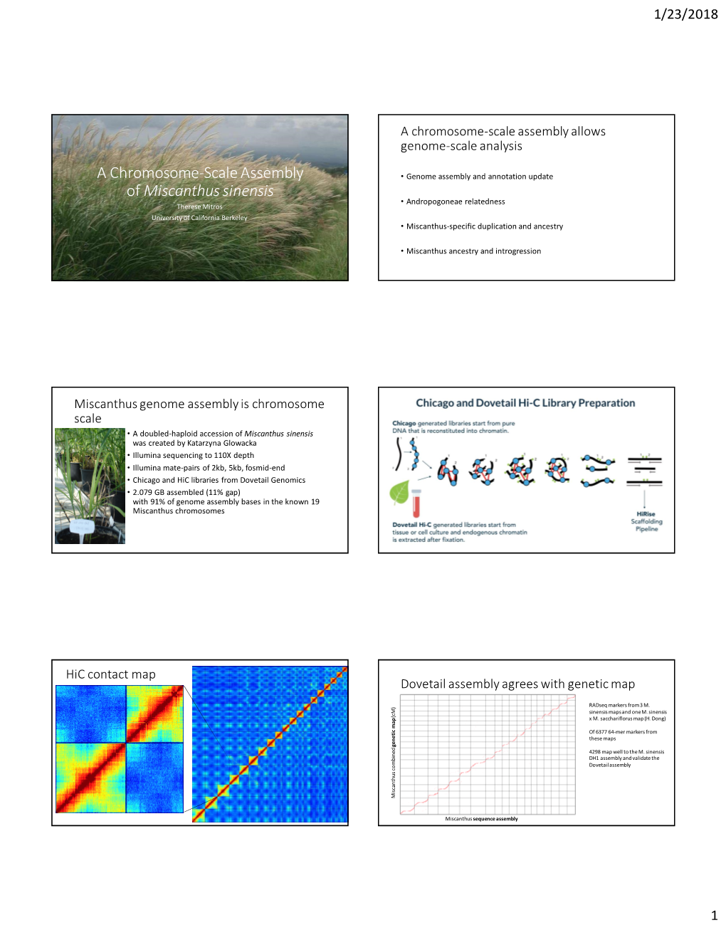 A Chromosome-Scale Assembly of Miscanthus Sinensis