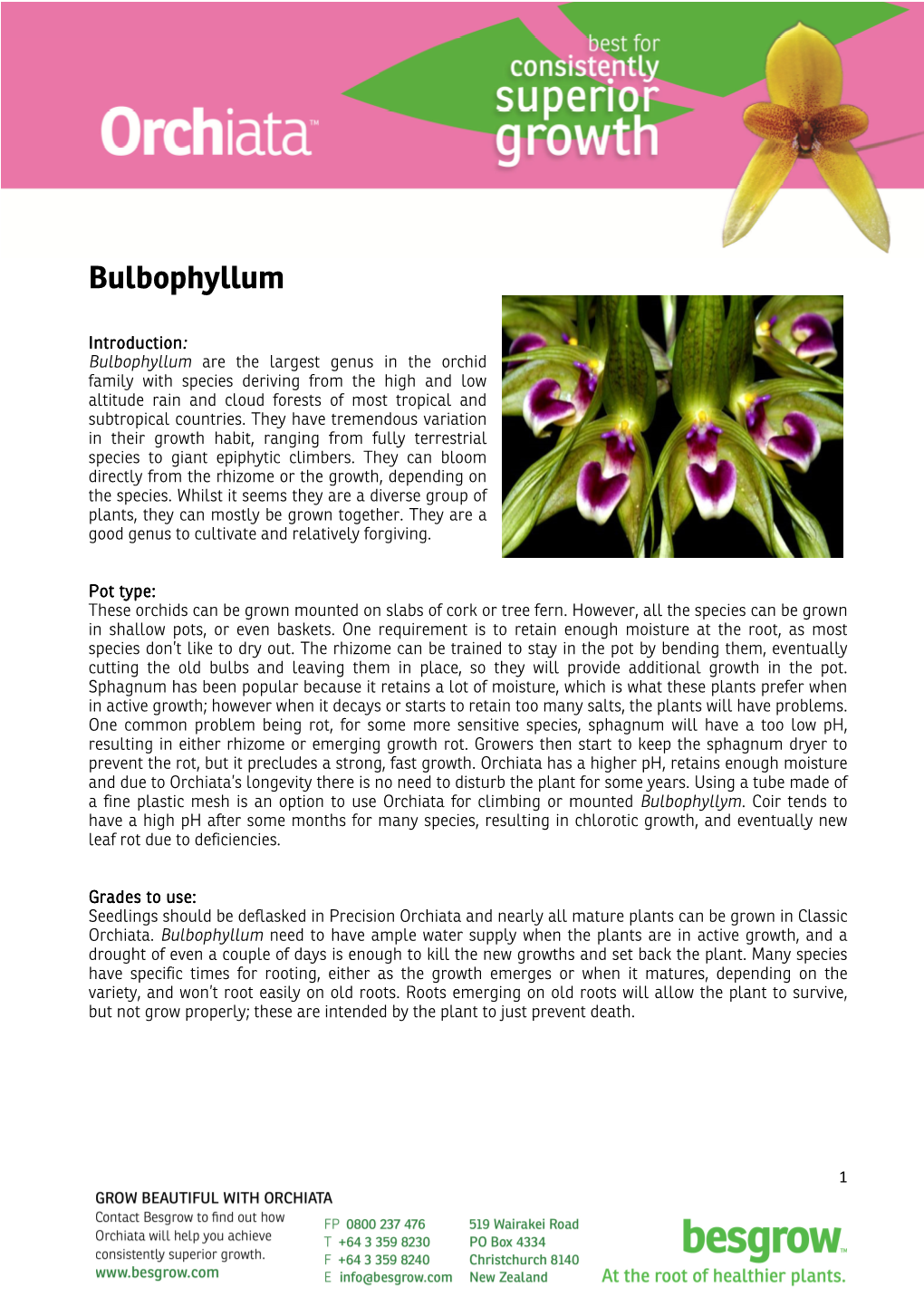 Bulbophyllum