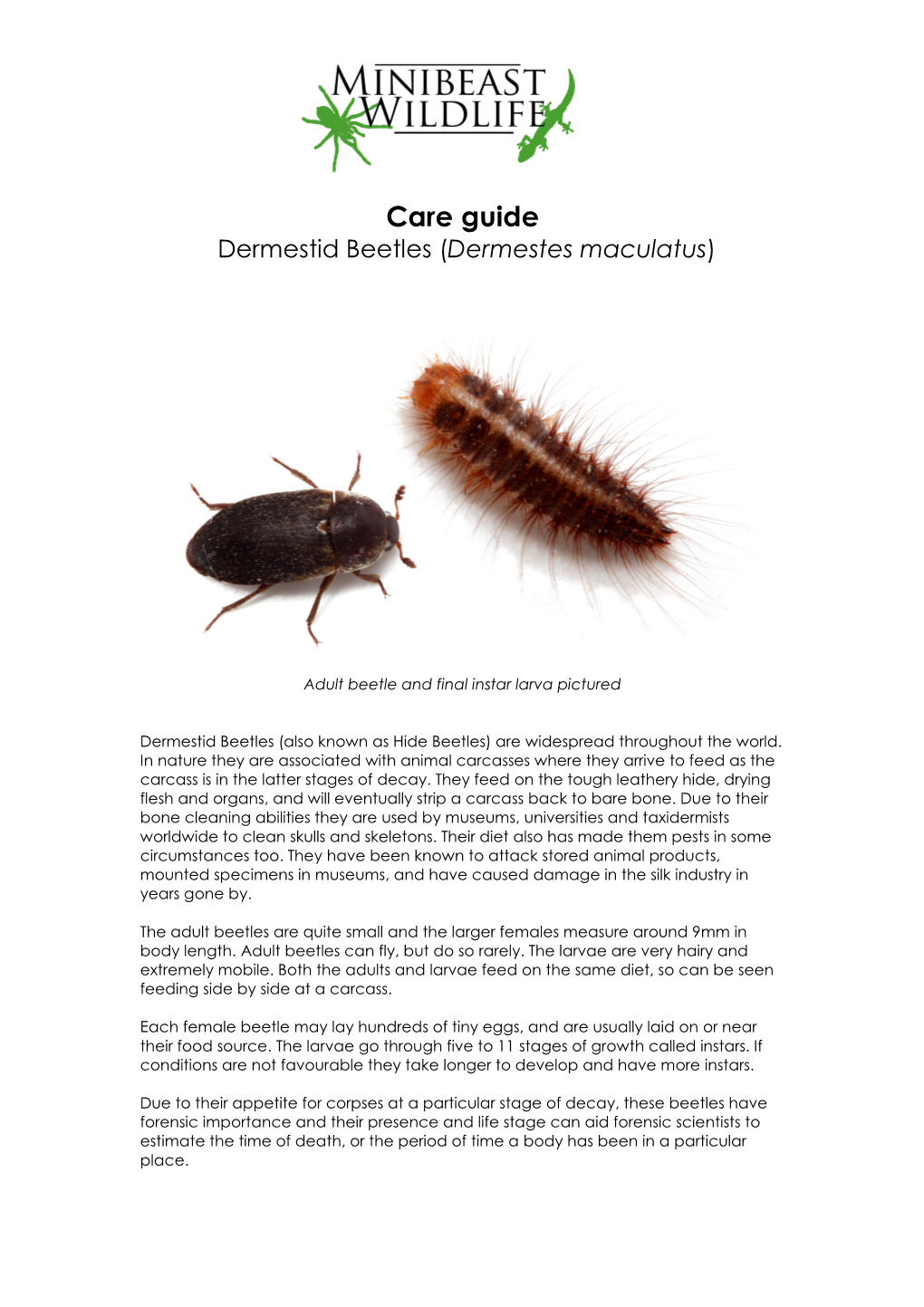 Dermestid Beetles (Dermestes Maculatus)