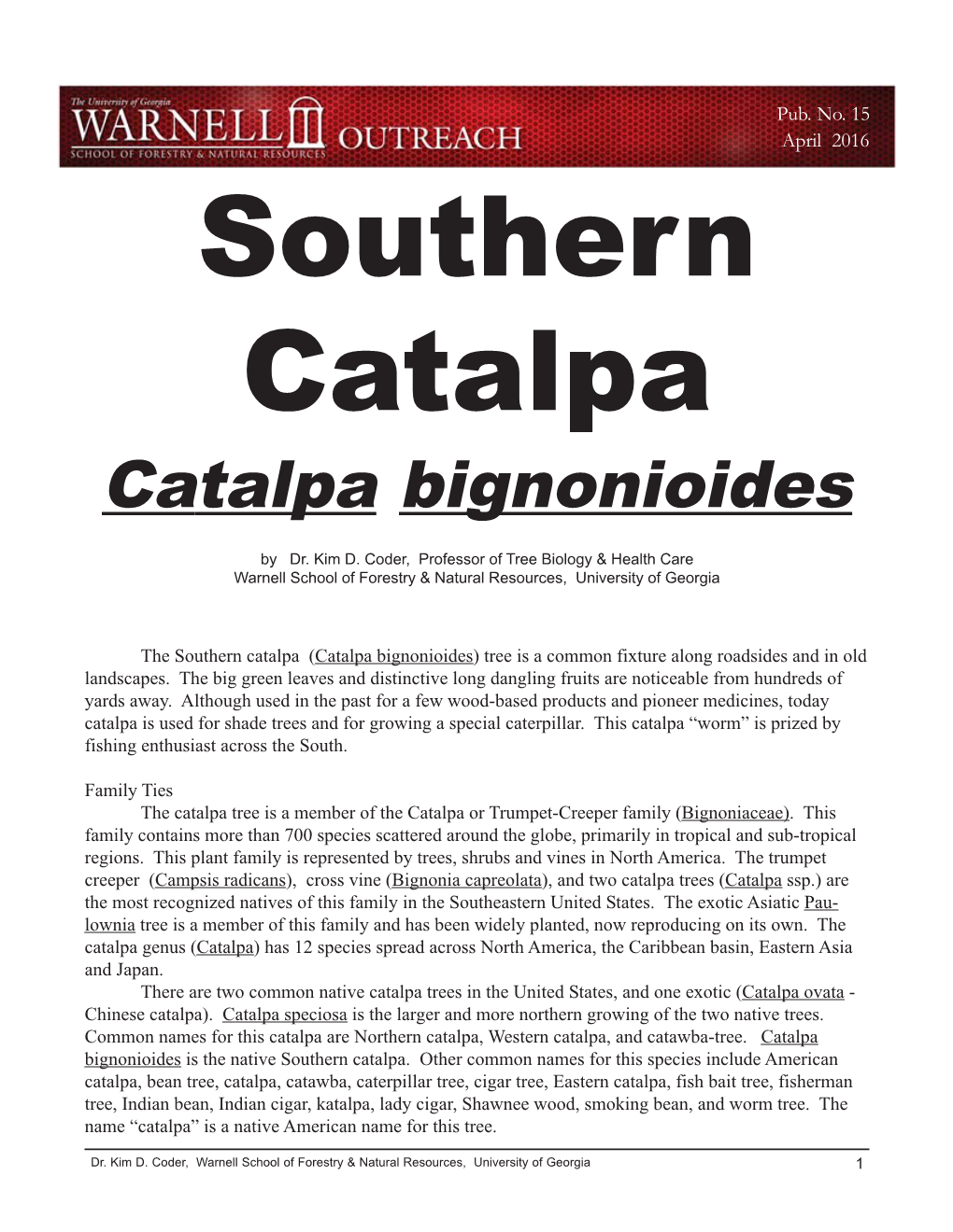 Catalpa Bignonioides