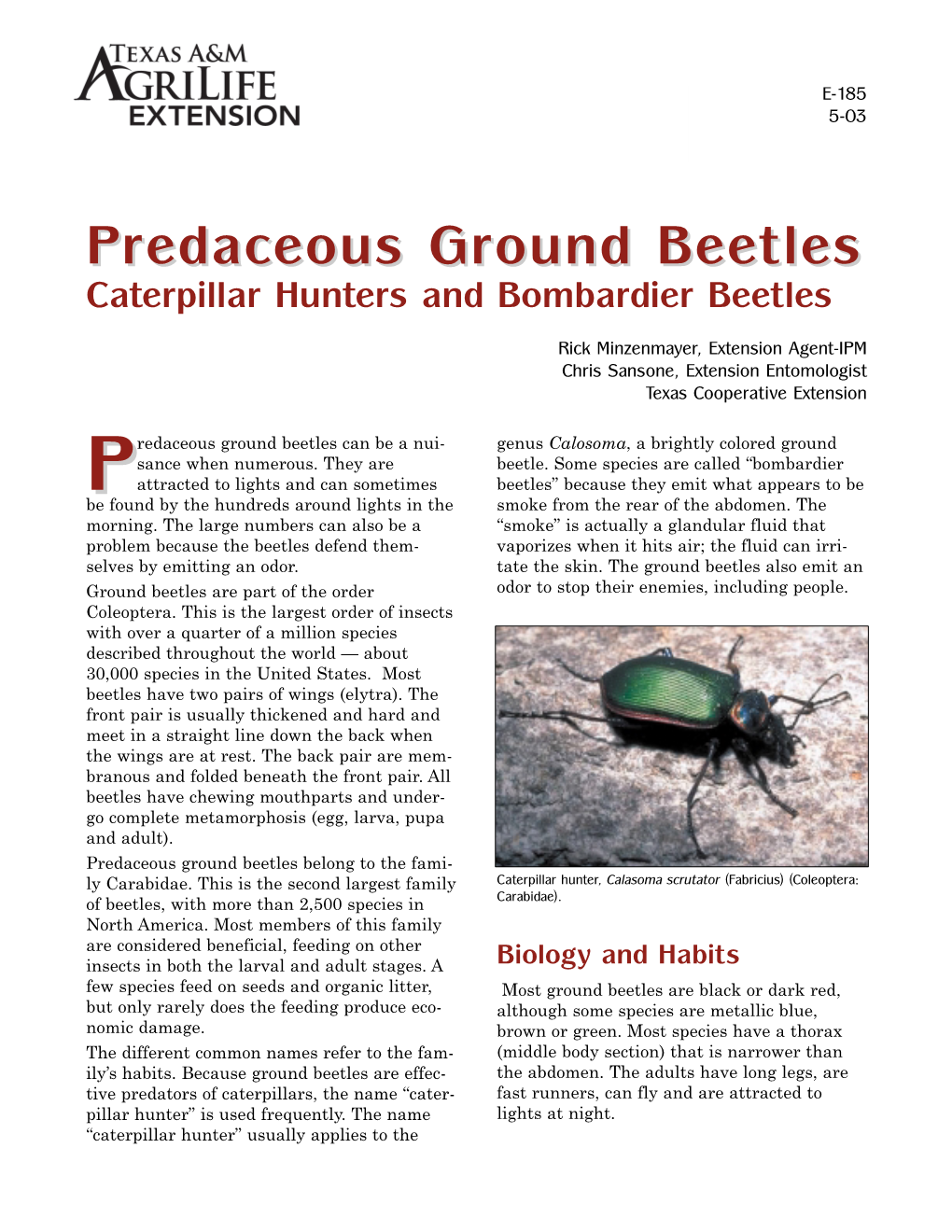 Predaceous Ground Beetles Caterpillar Hunters and Bombardier