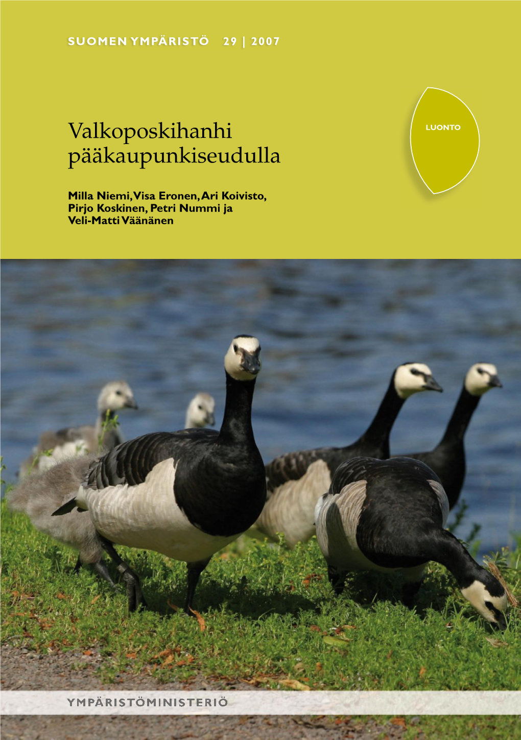 Valkoposkihanhi Pääkaupunkiseudulla