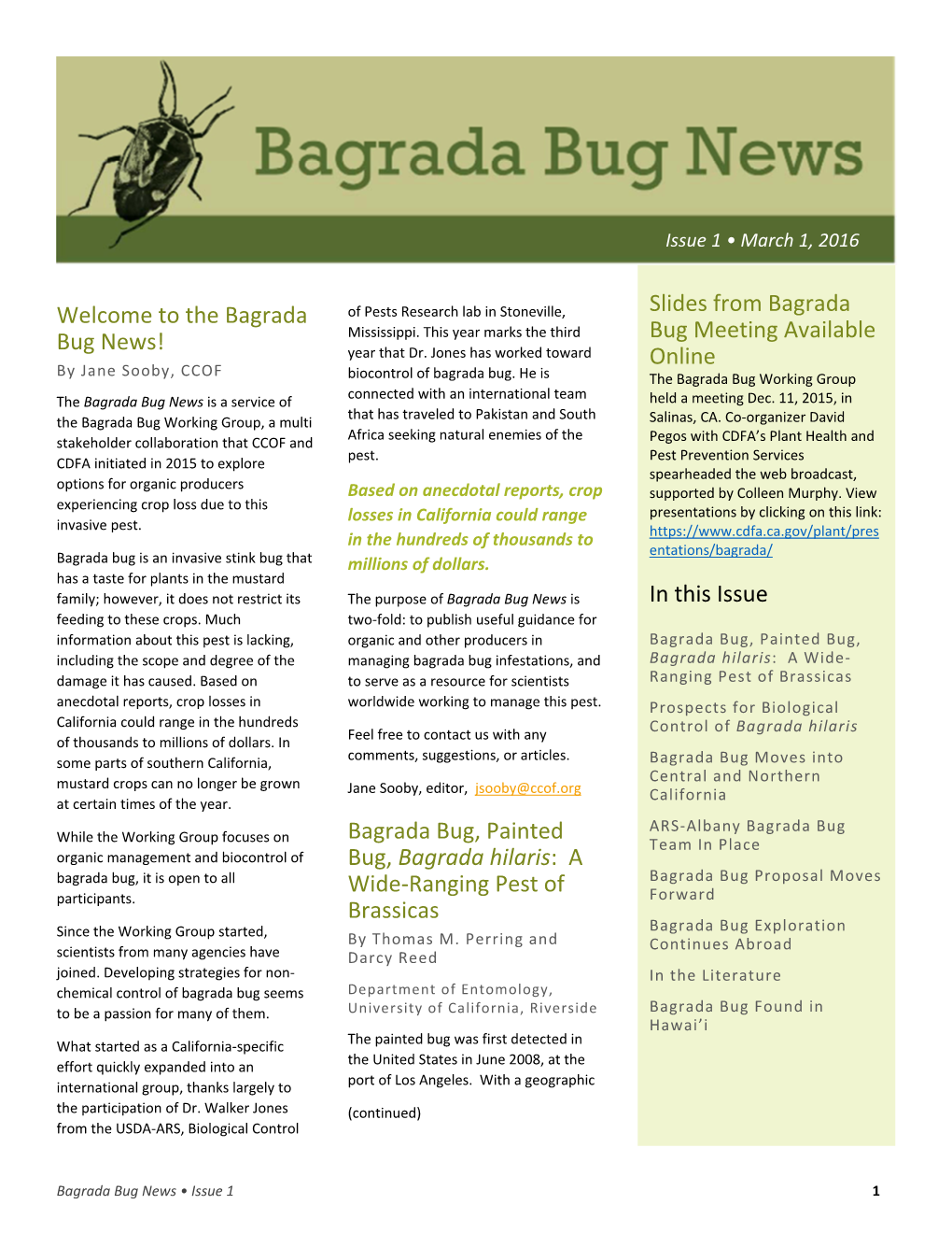 Bagrada Bug, Painted Bug, Bagrad