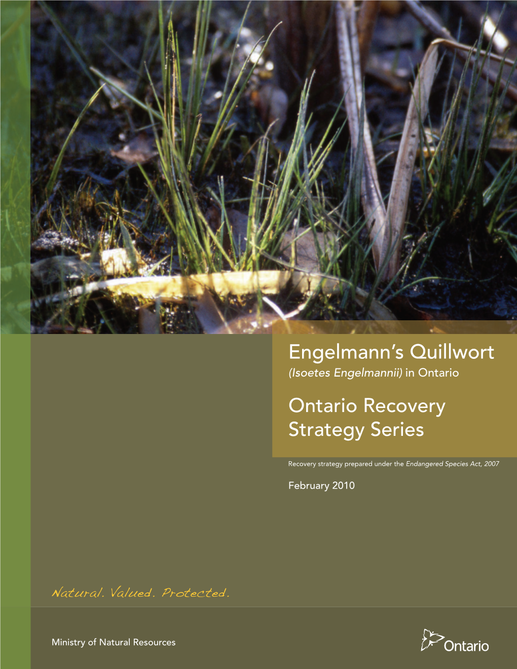 Engelmann's Quillwort (Isoetes Engelmannii) in Ontario