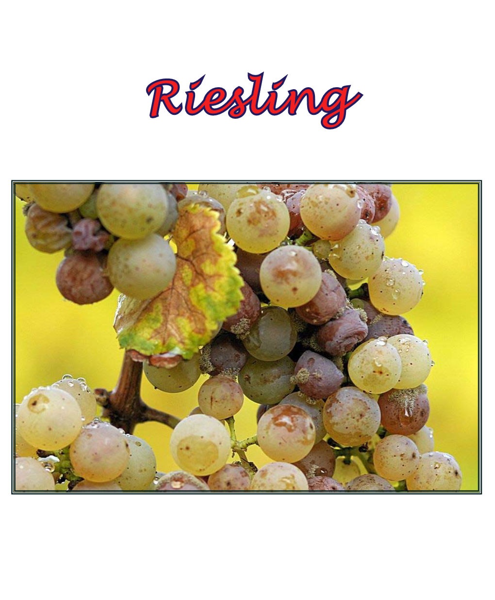 Riesling Originated in the Rhine Region of Germany