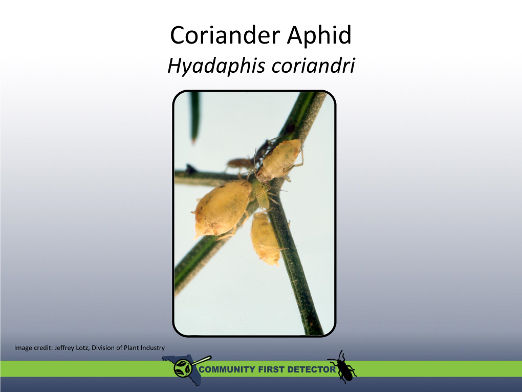 Coriander Aphid Hyadaphis Coriandri