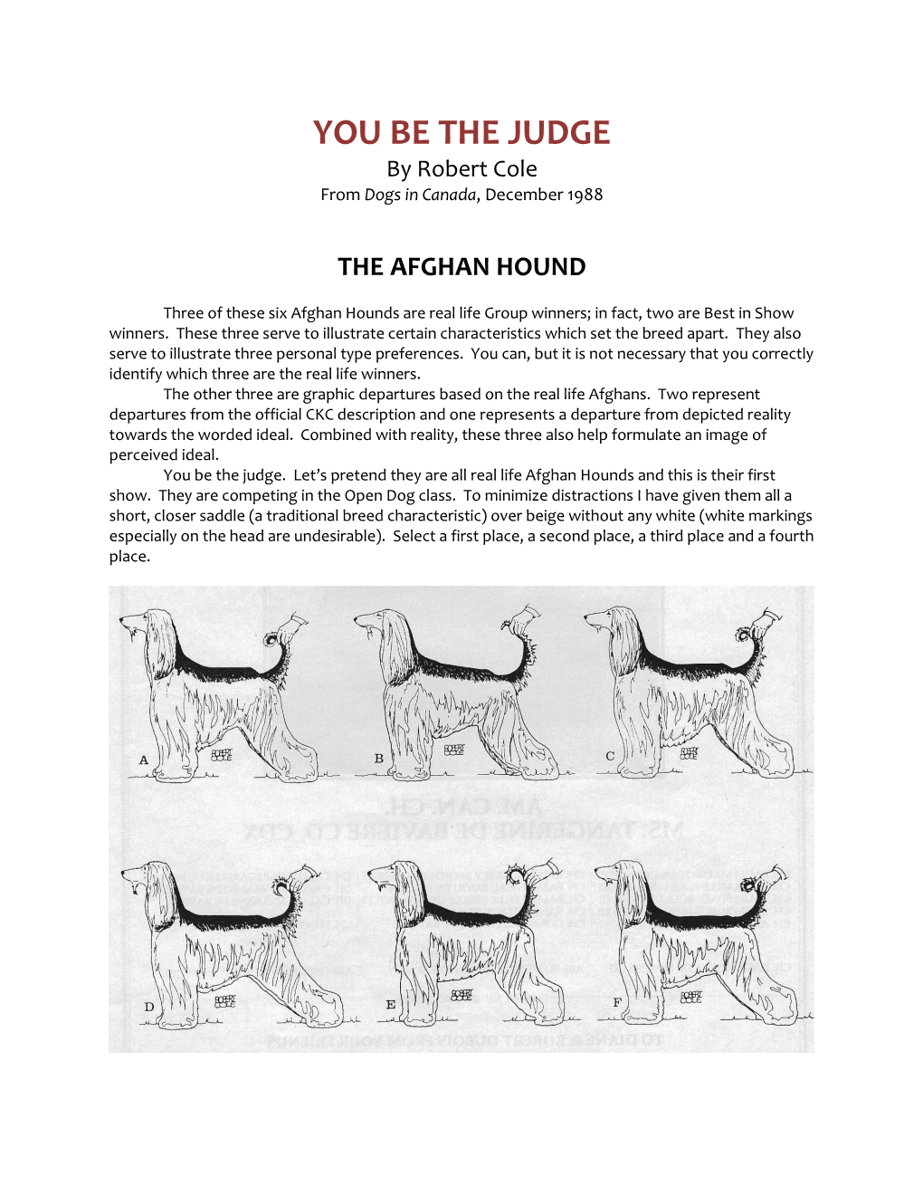 The Afghan Hound