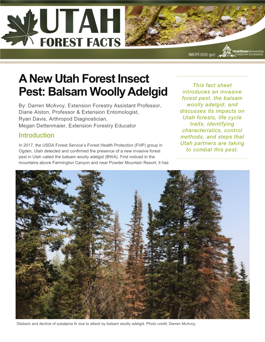 Balsam Woolly Adelgid