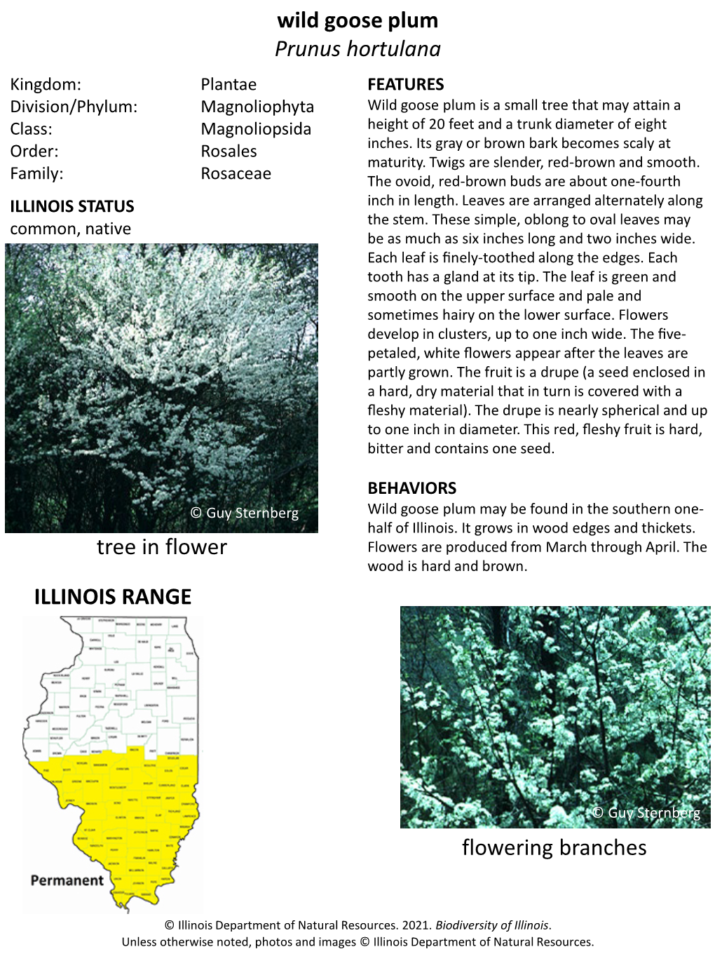 Wild Goose Plum Prunus Hortulana ILLINOIS RANGE Tree in Flower