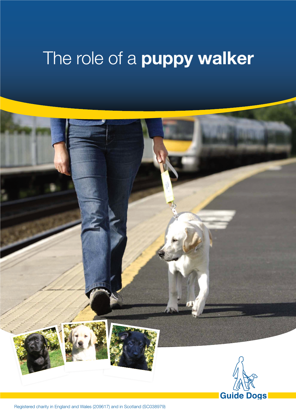 The Role of a Puppy Walker