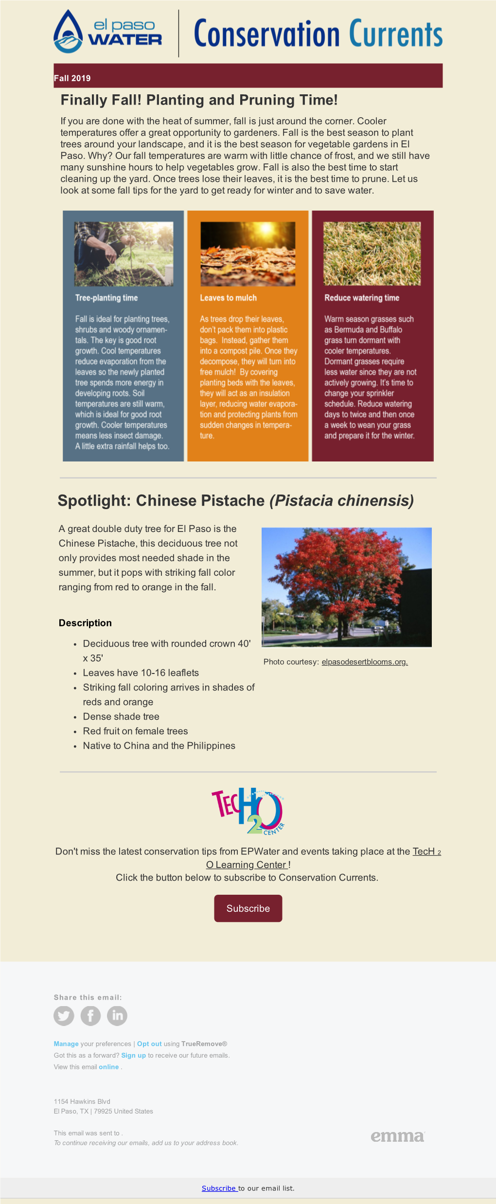 Spotlight: Chinese Pistache (Pistacia Chinensis)