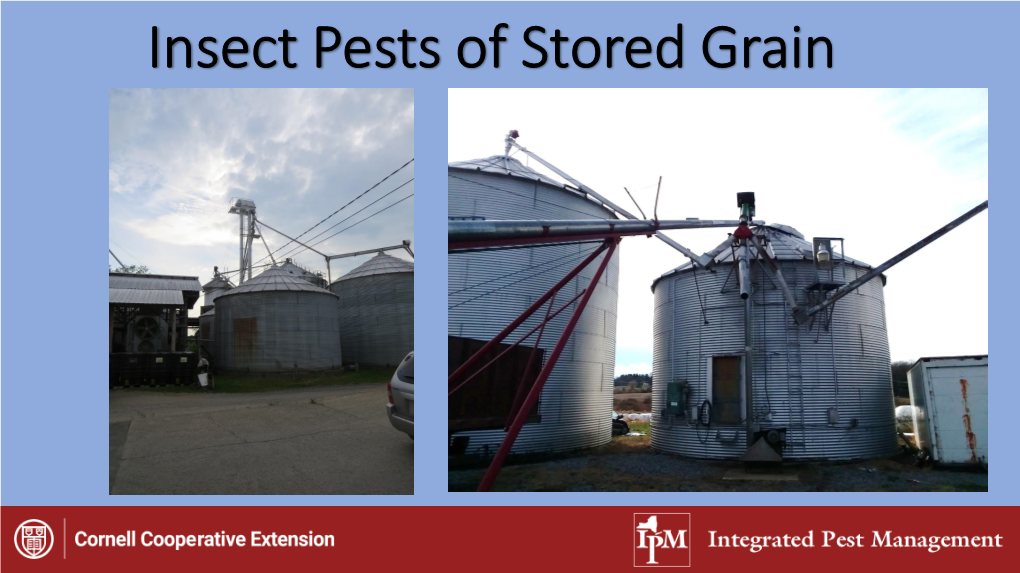 Insect Pests of Stored Grain Blog