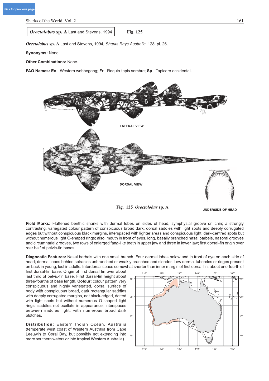 Fig. 125 Sharks of the World, Vol. 2 161 Fig. 125 Orectolobus Sp. A