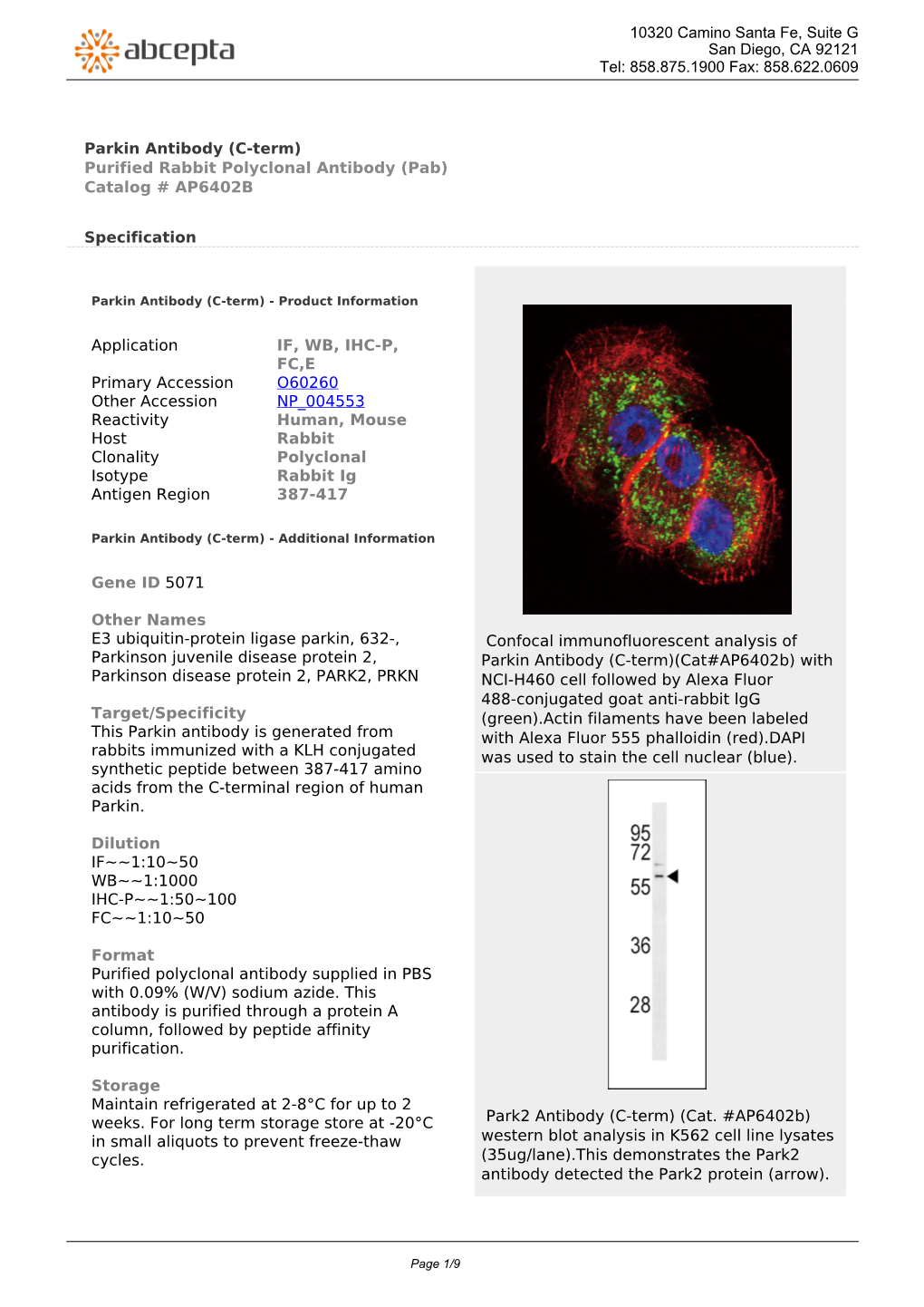 Parkin Antibody (C-Term) Purified Rabbit Polyclonal Antibody (Pab) Catalog # AP6402B