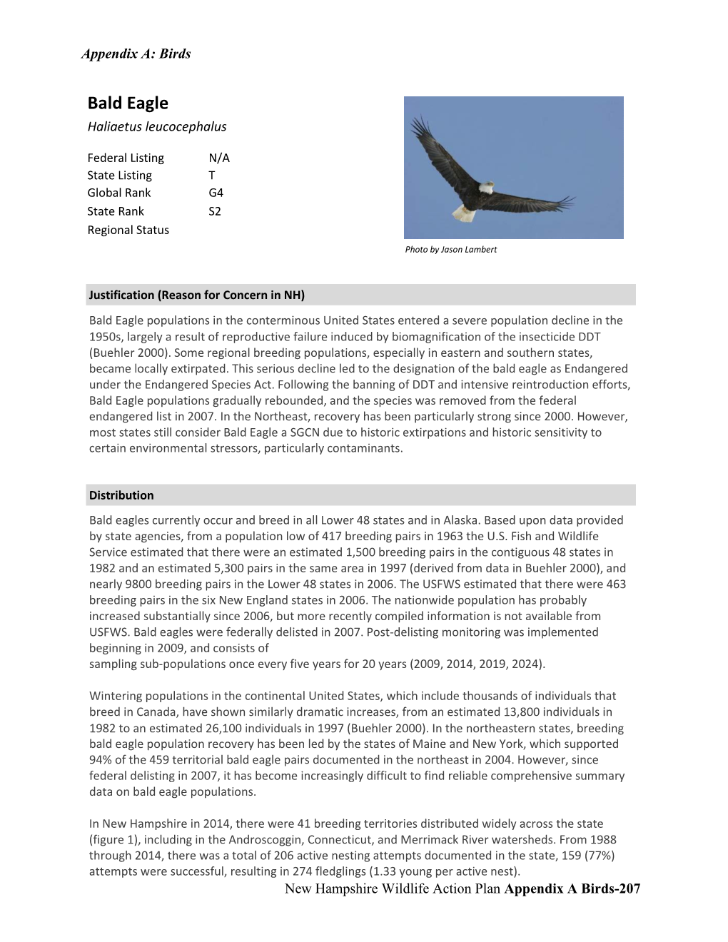 Bald Eagle Haliaetus Leucocephalus