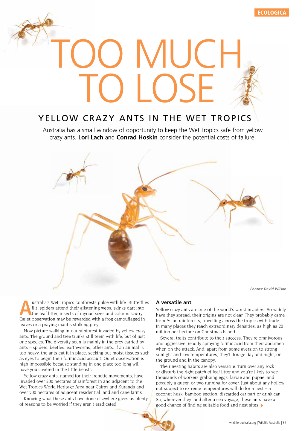 YELLOW CRAZY ANTS in the WET TROPICS Australia Has a Small Window of Opportunity to Keep the Wet Tropics Safe from Yellow Crazy Ants
