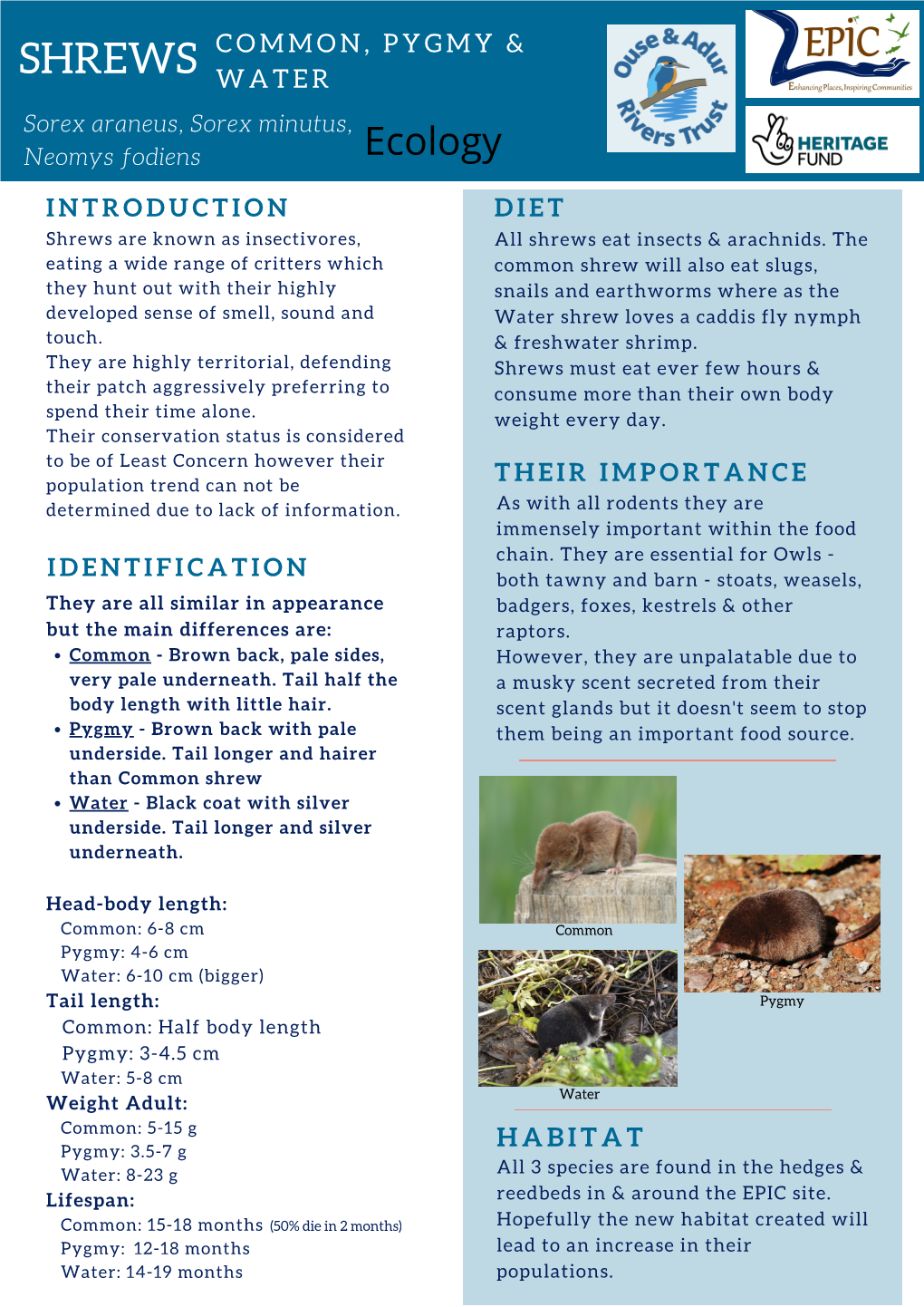 Shrews Are Known As Insectivores, All Shrews Eat Insects & Arachnids