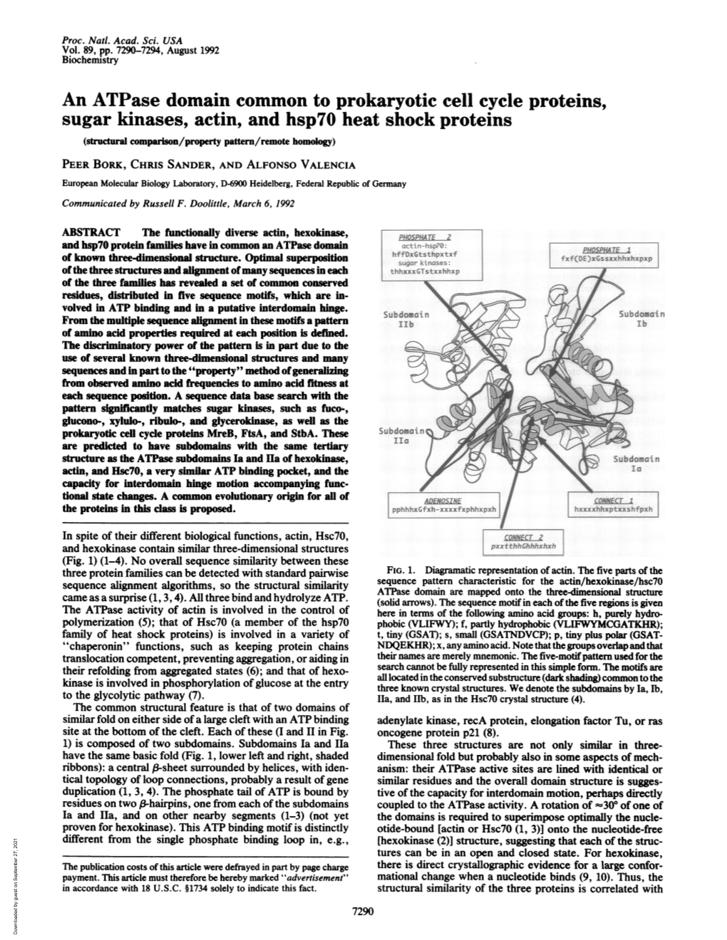 An Atpase Domain Common to Prokaryotic Cell Cycle Proteins