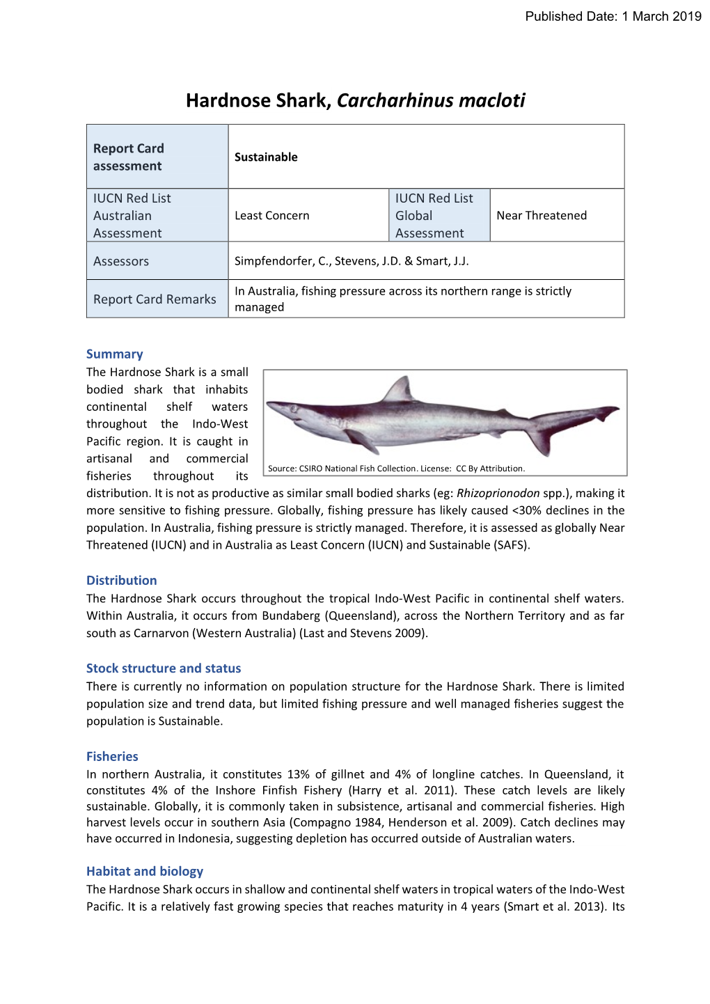 Hardnose Shark, Carcharhinus Macloti