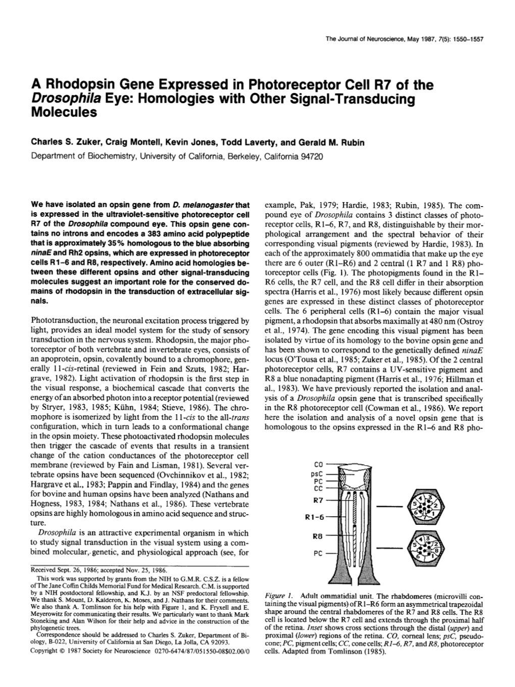 A Rhodopsin Gene Expressed in Photoreceptor Cell R7 of the Drosophila Eye: Homologies with Other Signal-Transducing Molecules