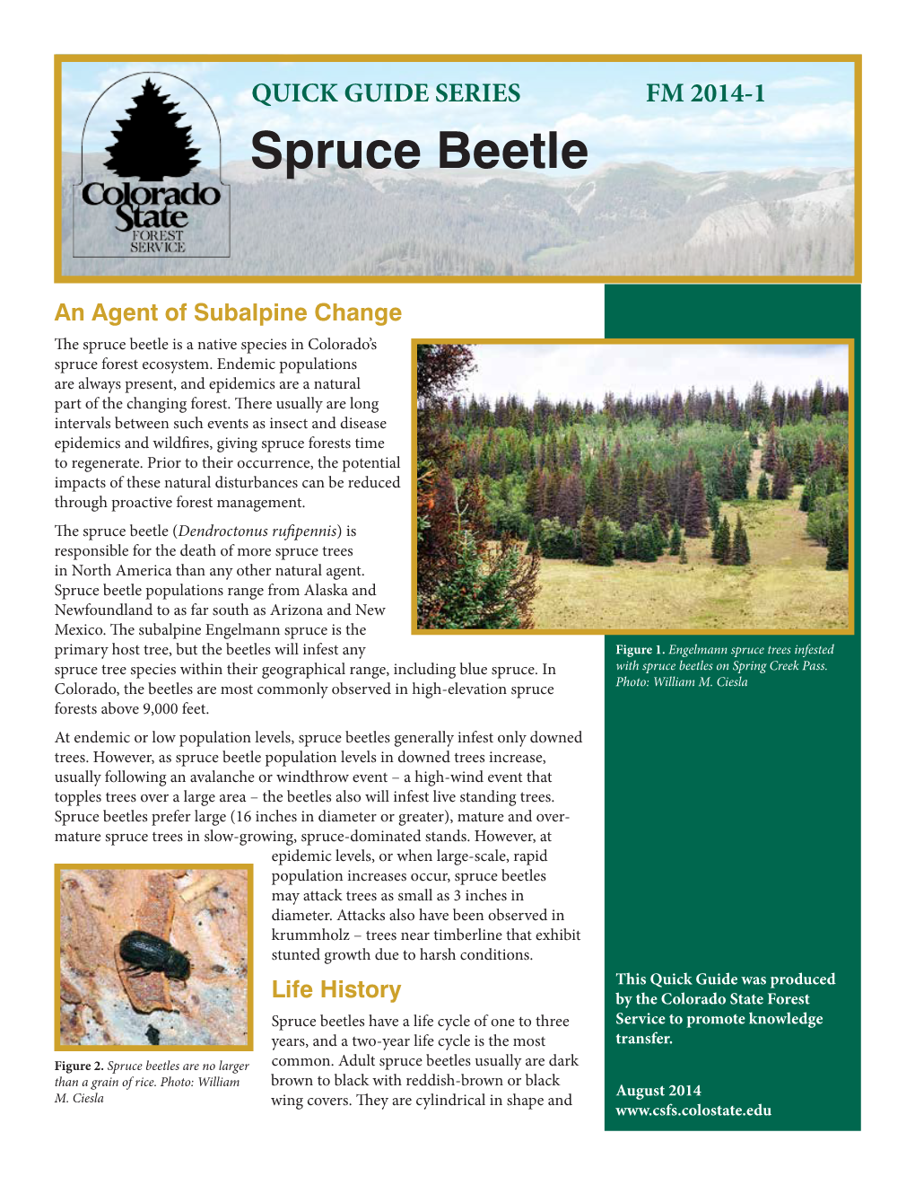 Spruce Beetle