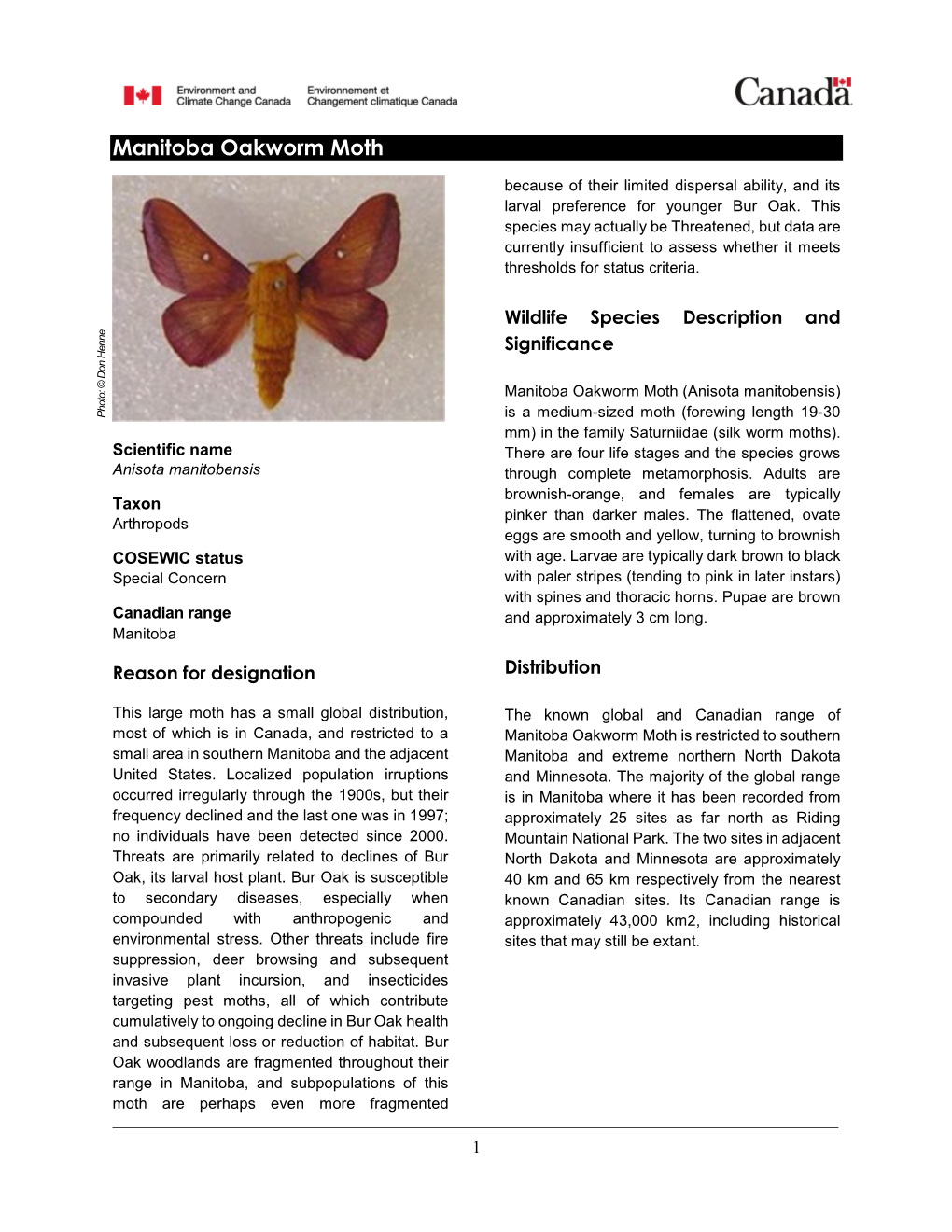 Manitoba Oakworm Moth