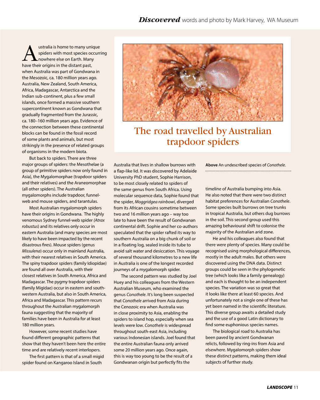 The Road Travelled by Australian Trapdoor Spiders