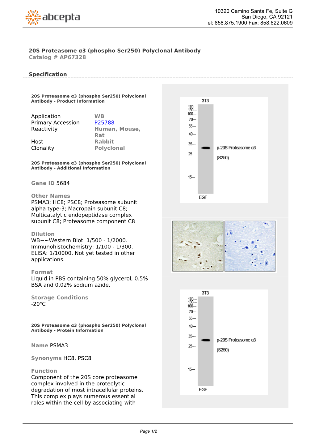 20S Proteasome Α3 (Phospho Ser250) Polyclonal Antibody Catalog # AP67328