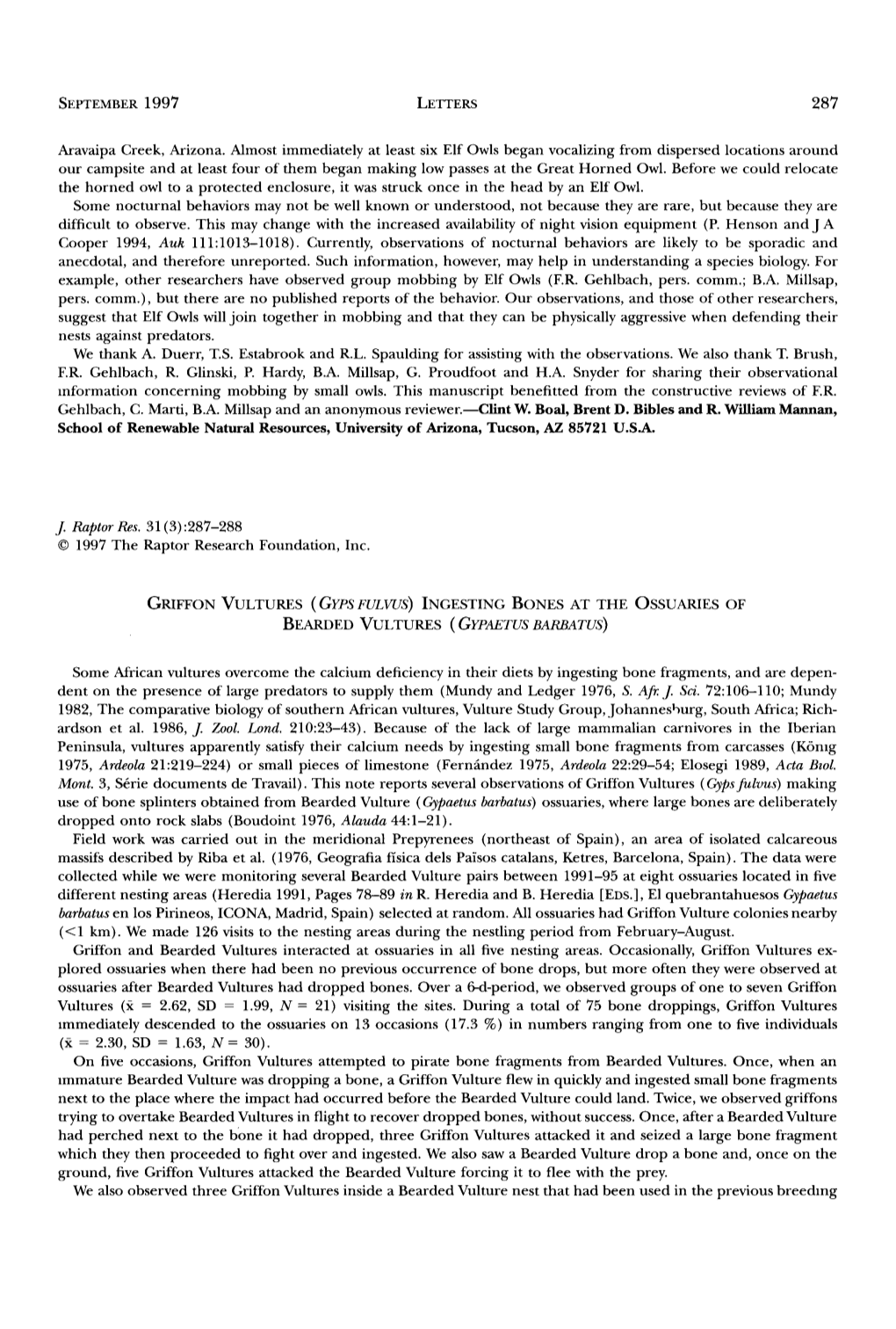 Griffon Vultures &Lpar;<I>Gyps Fulvus</I>&Rpar; Ingesting Bones At