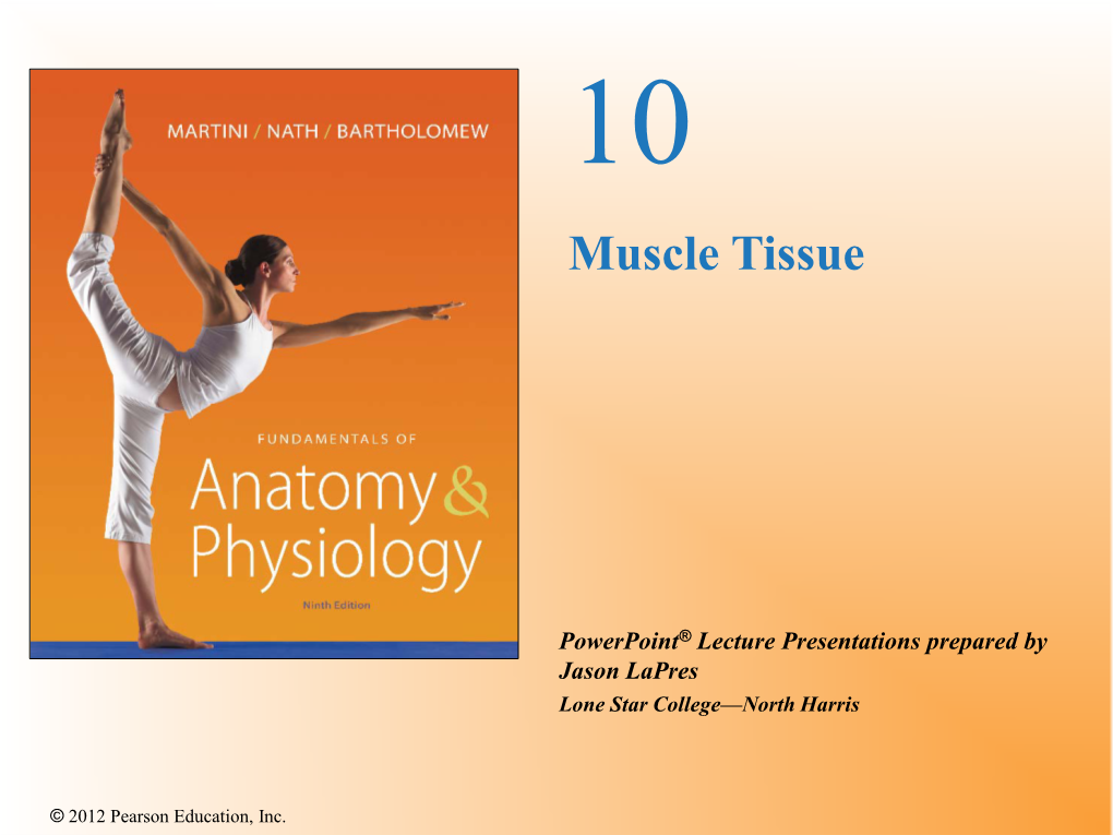 Muscle Tissue