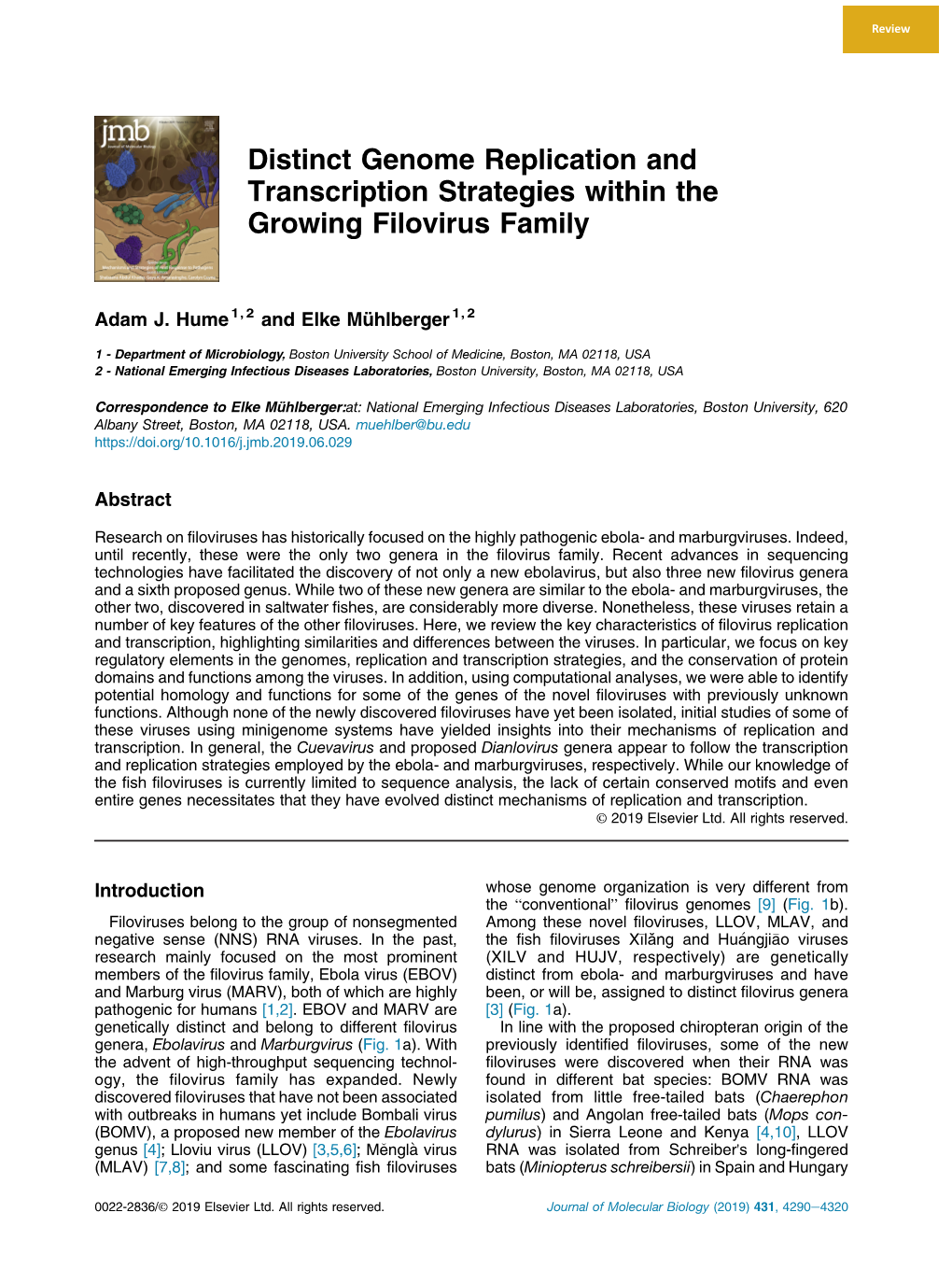 Distinct Genome Replication and Transcription Strategies Within the Growing Filovirus Family