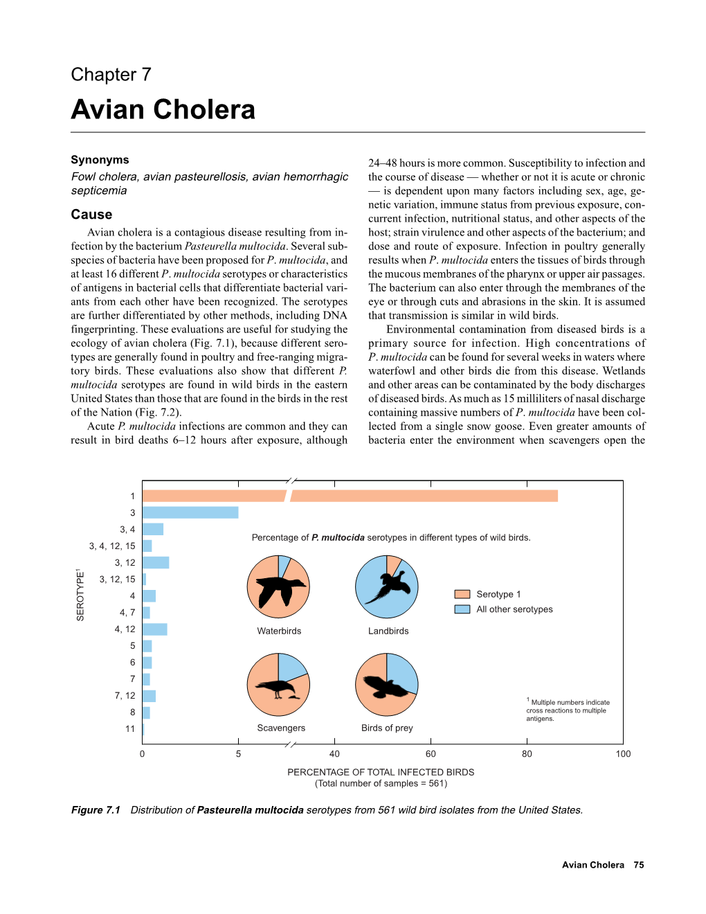 Avian Cholera (Chapter 7)