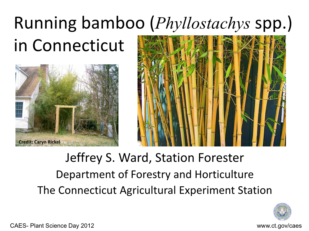 Running Bamboo (Phyllostachys Spp.) in Connecticut