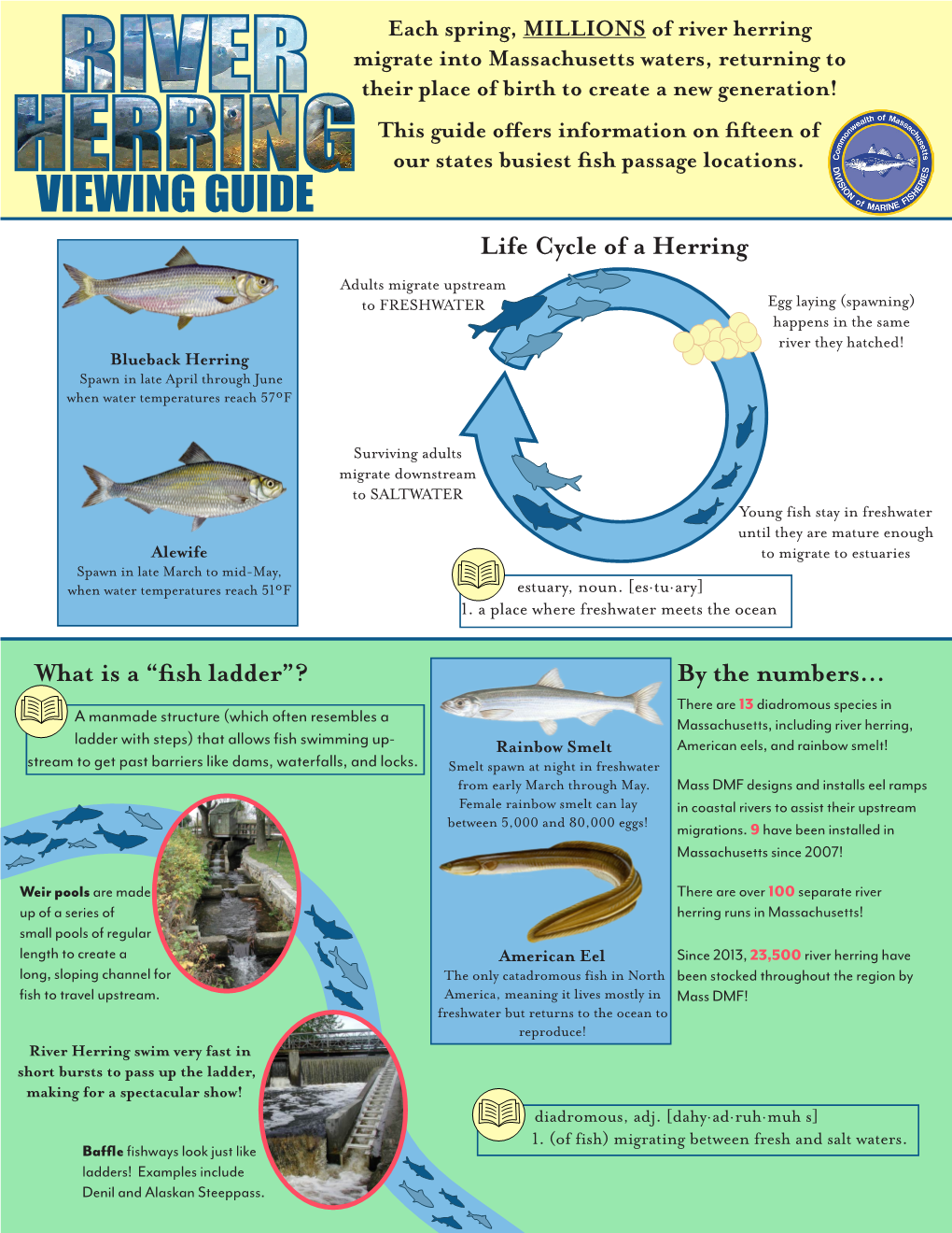 River Herring Viewing Guide