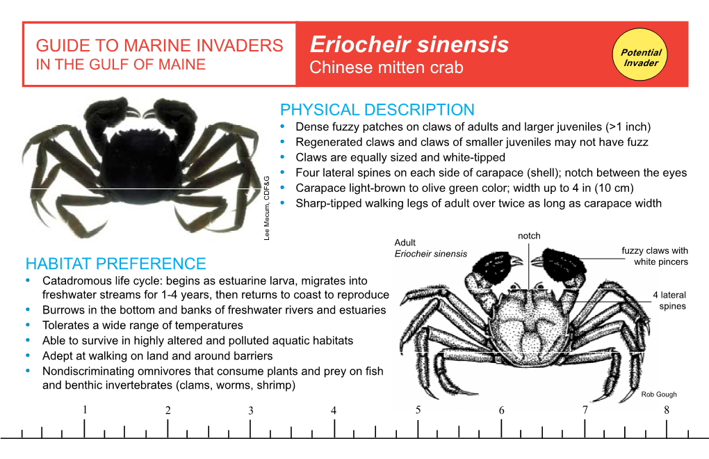 Eriocheir Sinensis Potential in the GULF of MAINE Chinese Mitten Crab Invader