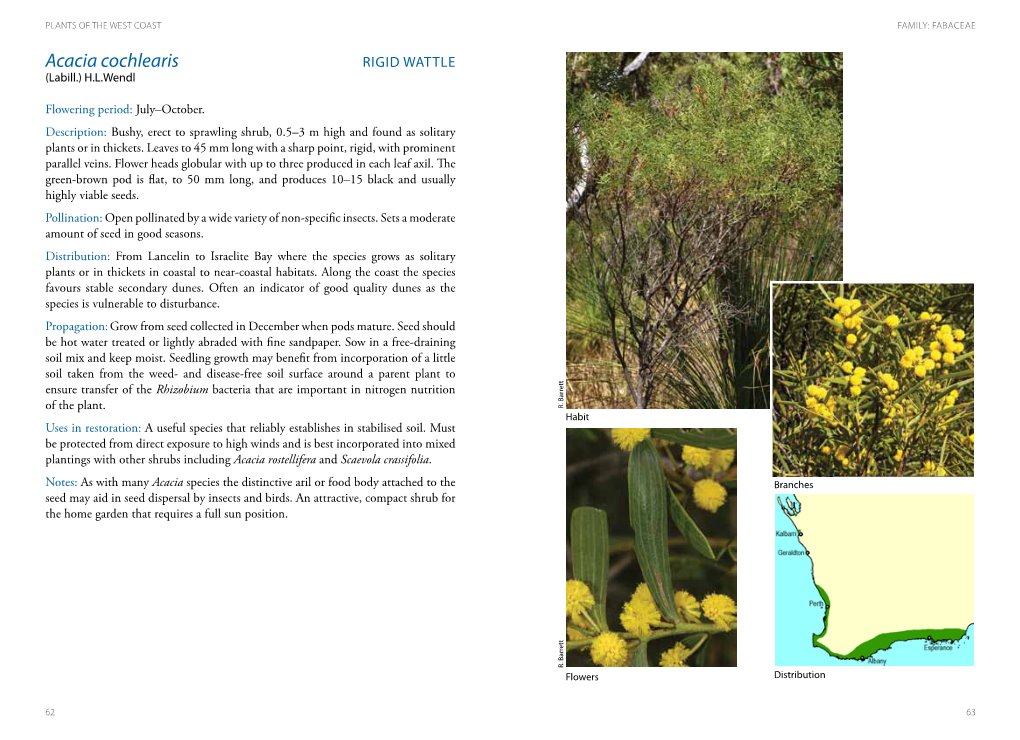 Acacia Cochlearis RIGID WATTLE (Labill.) H.L.Wendl