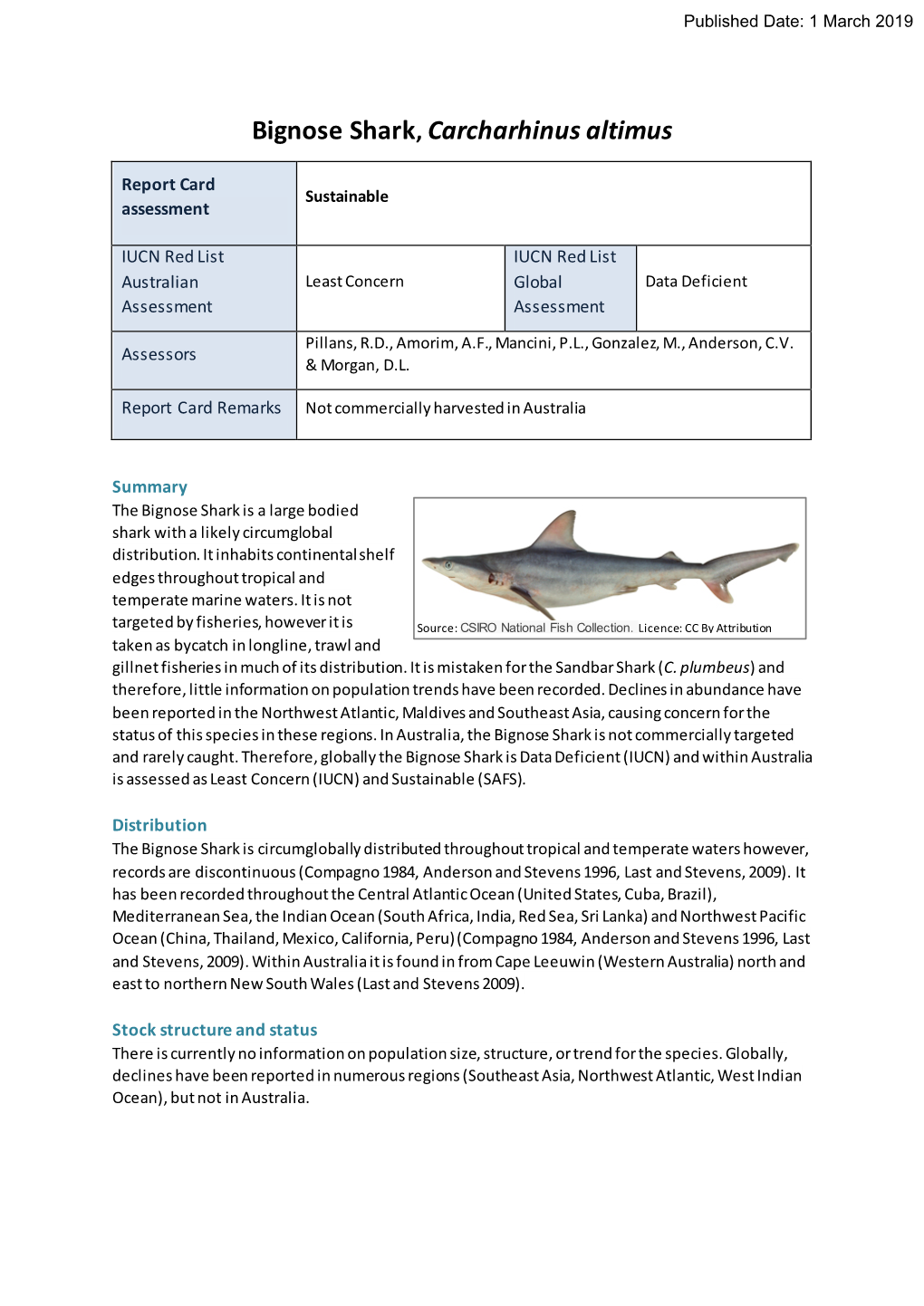 Bignose Shark, Carcharhinus Altimus