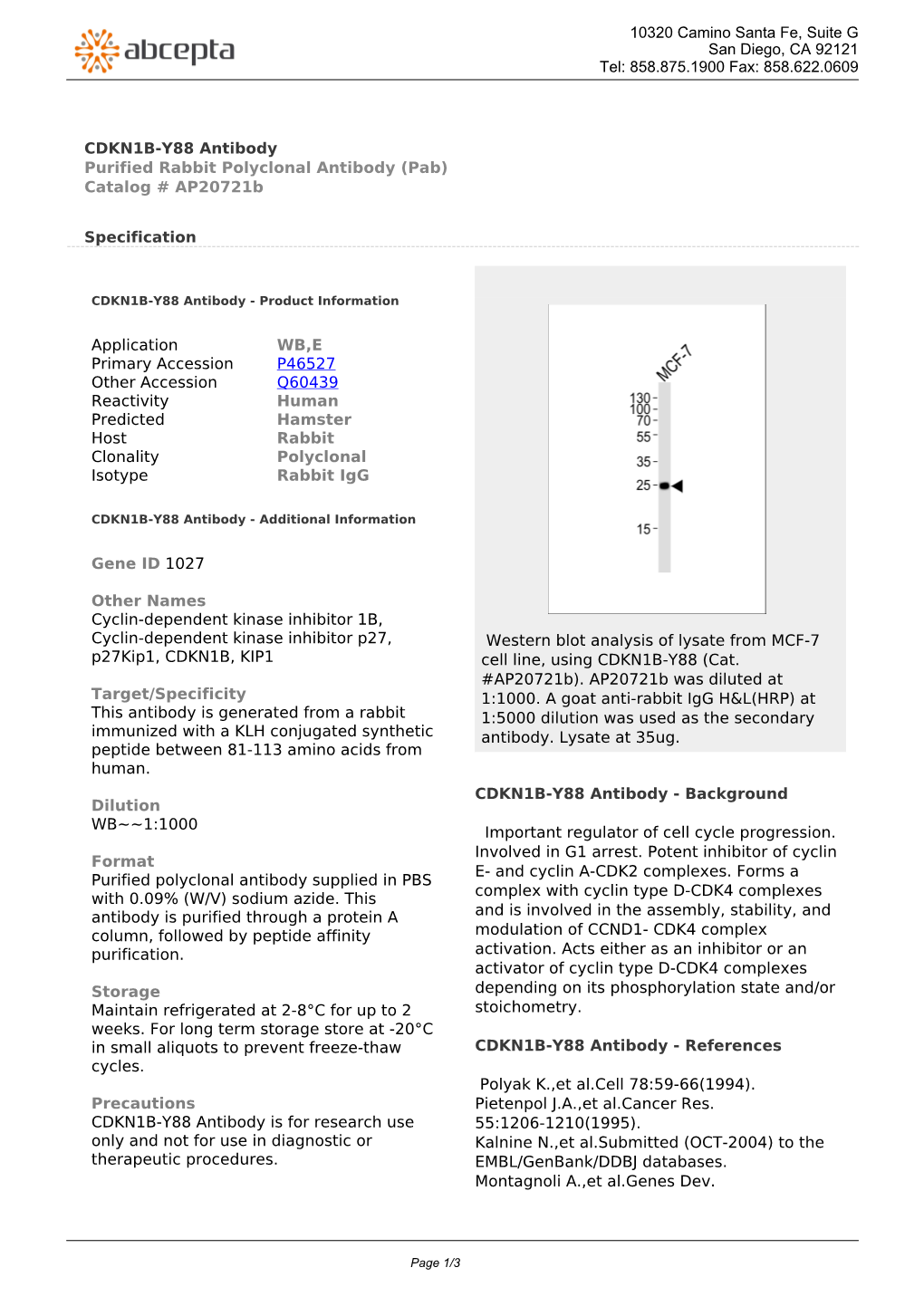 CDKN1B-Y88 Antibody Purified Rabbit Polyclonal Antibody (Pab) Catalog # Ap20721b