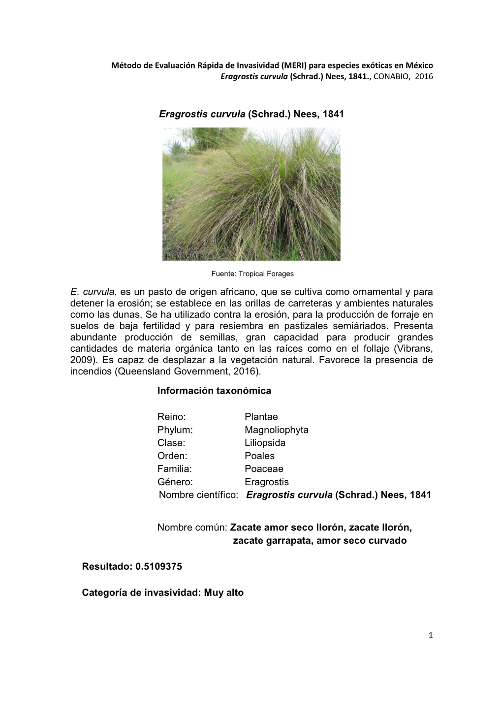 Para Especies Exóticas En México Eragrostis Curvula (Schrad.) Nees, 1841., CONABIO, 2016 1