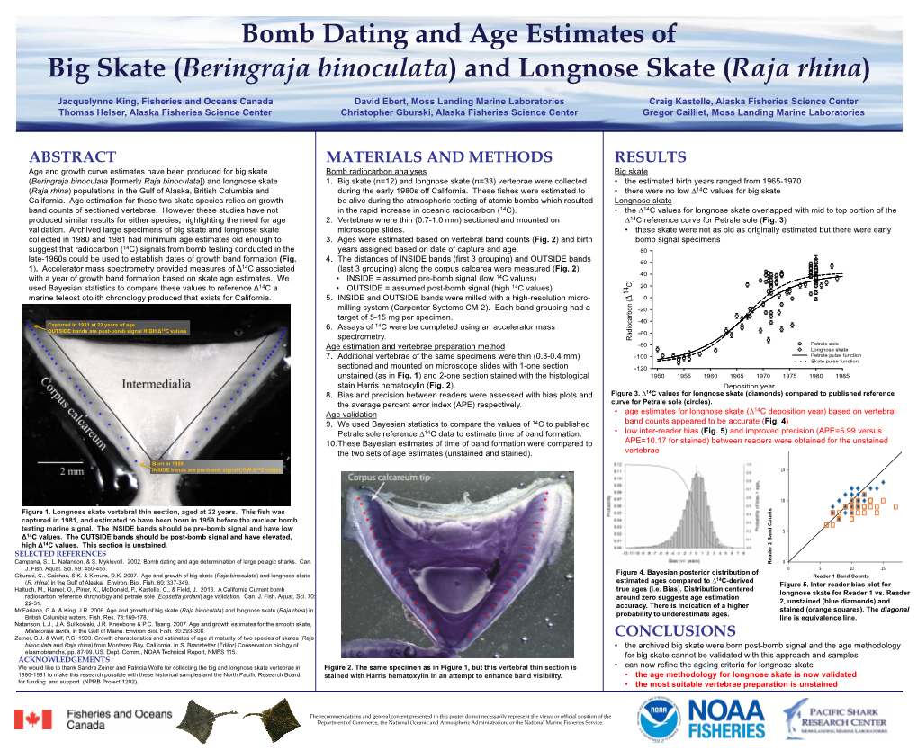 Beringraja Binoculata) and Longnose Skate (Raja Rhina)