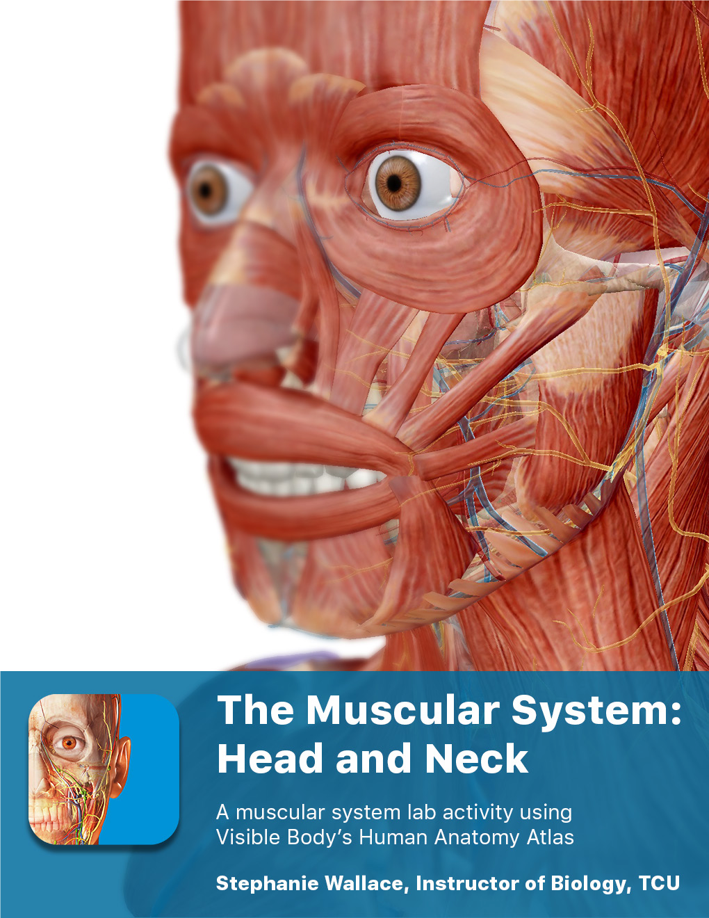 The Muscular System Views