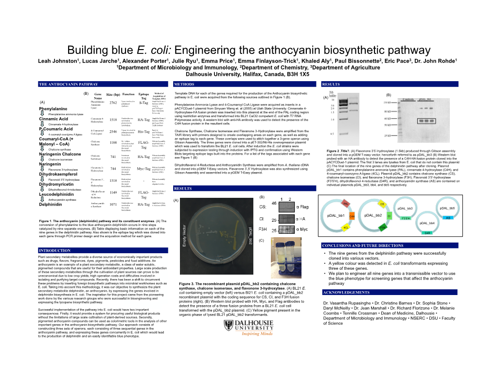 Building Blue E. Coli: Engineering the Anthocyanin Biosynthetic Pathway