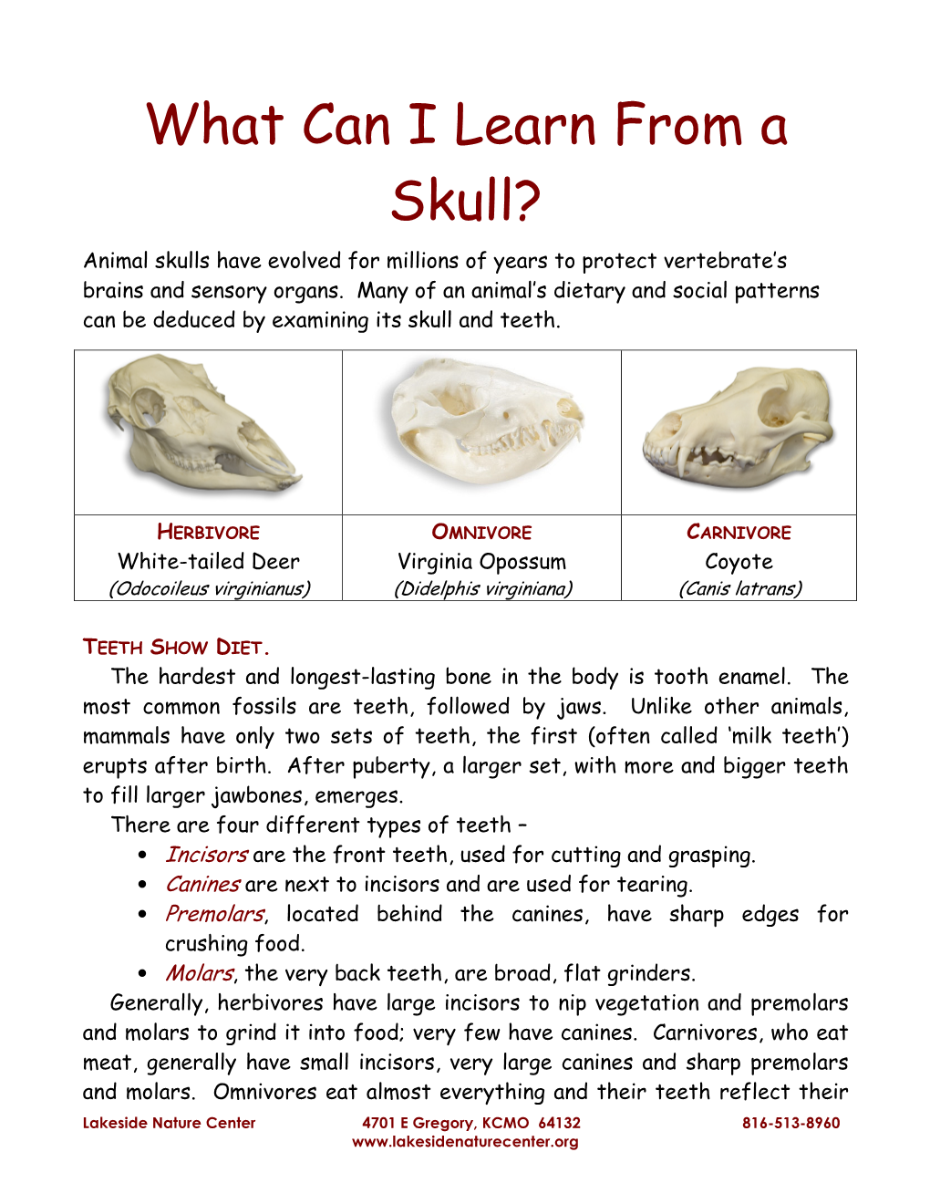 What Can I Learn from a Skull? Animal Skulls Have Evolved for Millions of Years to Protect Vertebrate’S Brains and Sensory Organs